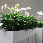 Thiết kế thi công trồng cây xanh cho công ty demo 2