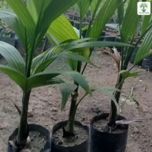 Cây Cau Lùn giống, ba cây cau con lá xanh trồng trong bầu nhựa đen.