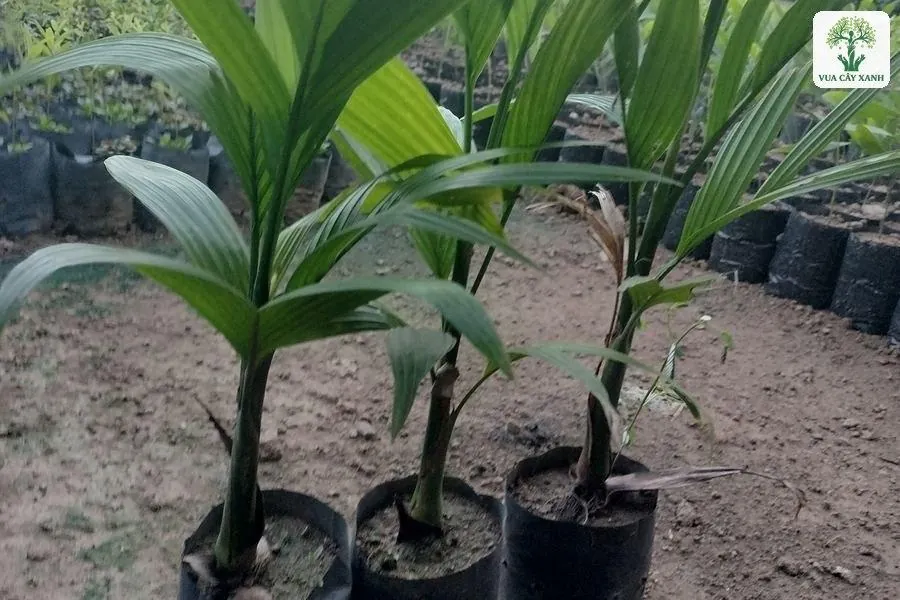 Ba cây cau con lá xanh trồng trong bầu nhựa đen.