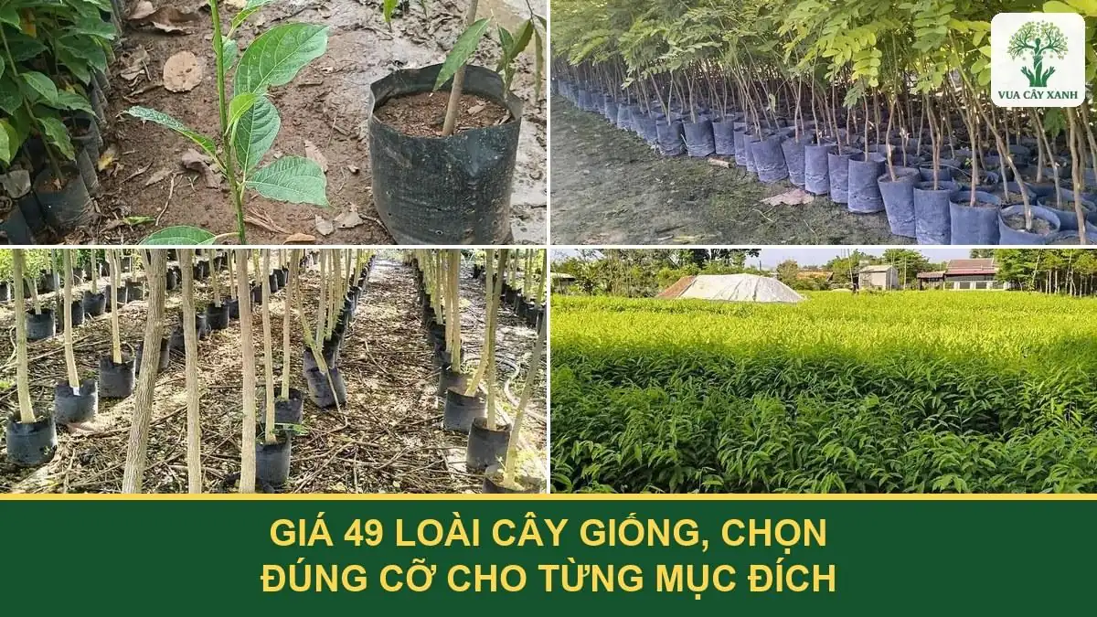 Giá 49 loài cây giống, chọn đúng cỡ cho từng mục đích.