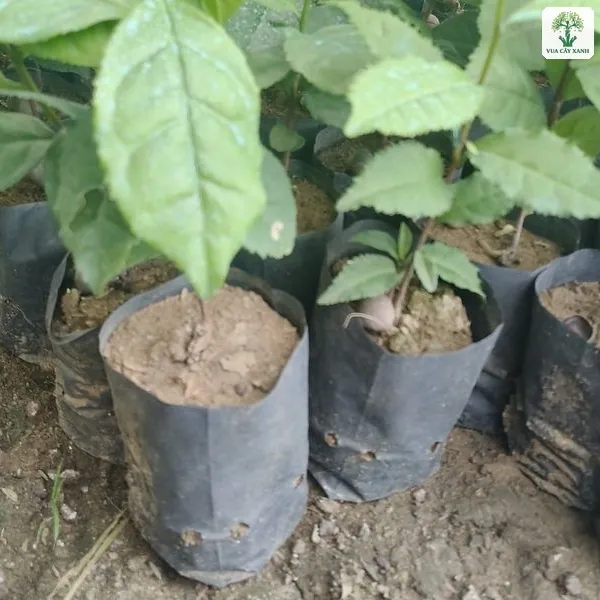 Cây con lá rộng trong bầu đất đen đặt sát nhau.