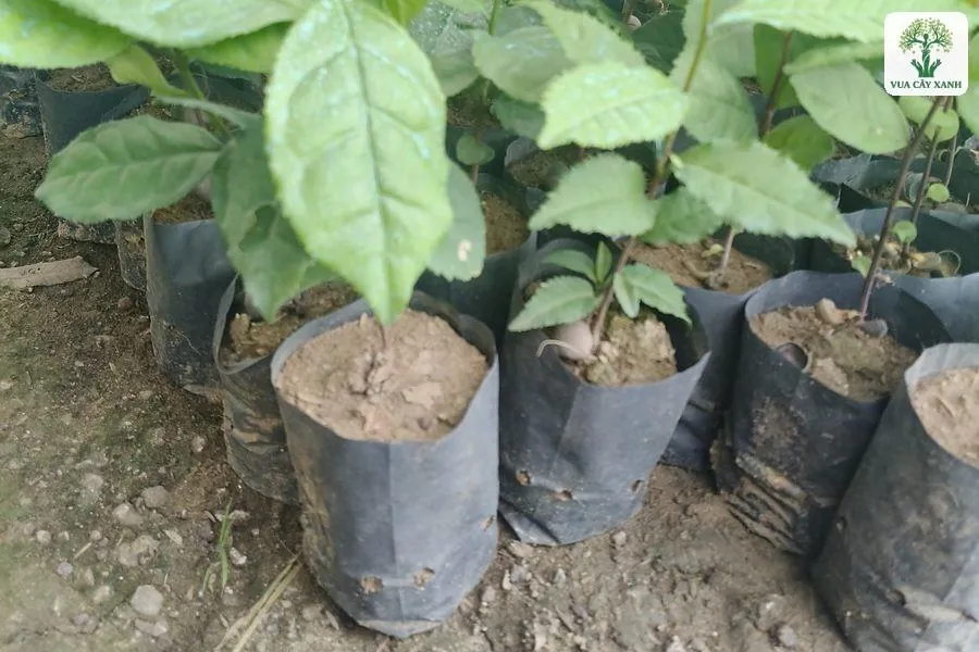 Cây con lá rộng trong bầu đất đen đặt sát nhau.
