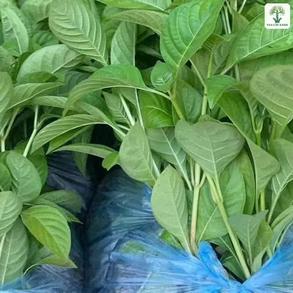 Những bó cây con trong túi bầu xếp trên thùng xe.