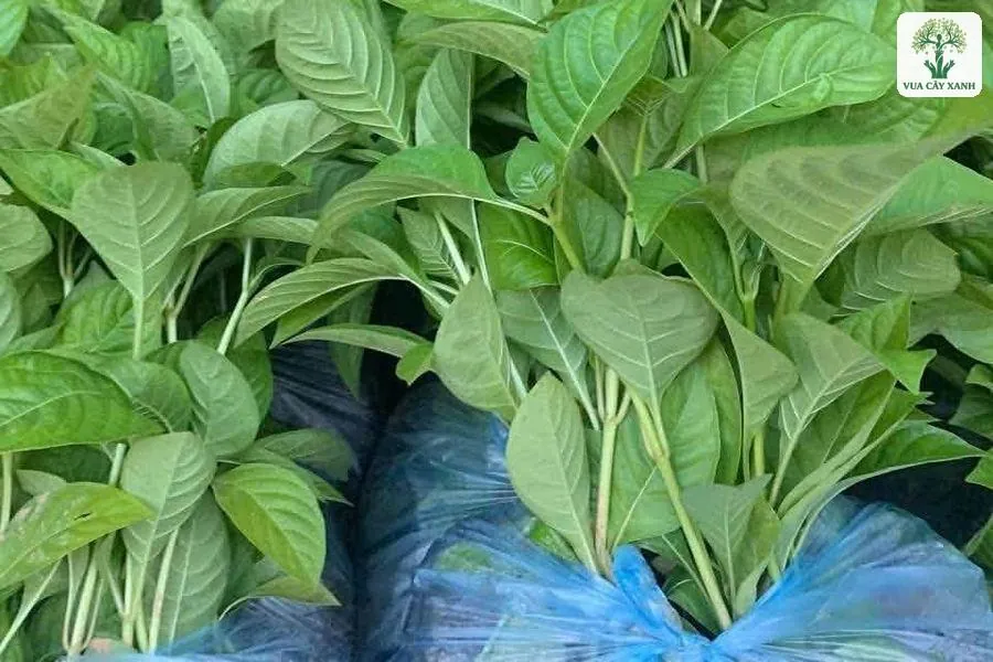 Những bó cây con trong túi bầu xếp trên thùng xe.