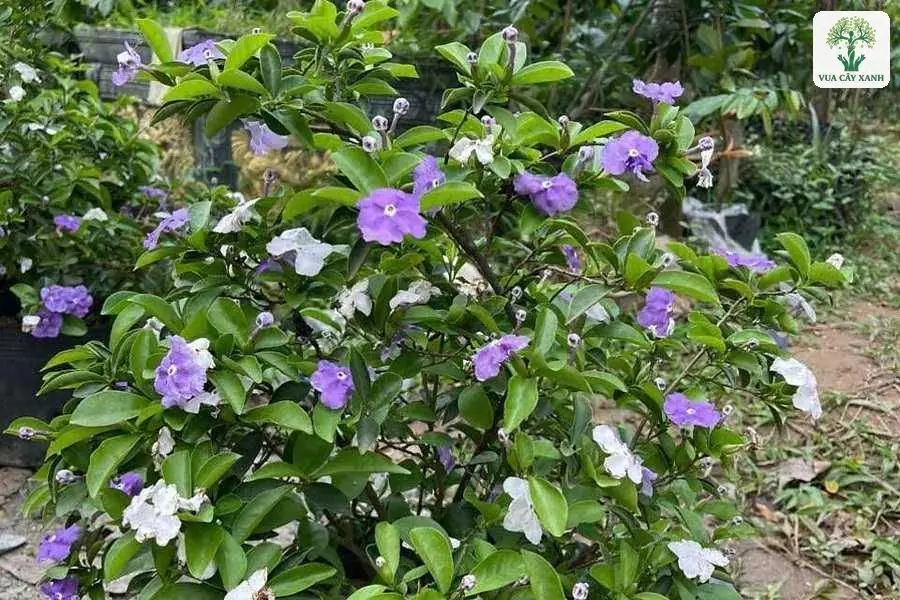 Bụi cây nở hoa tím xen hoa trắng trong chậu đen.