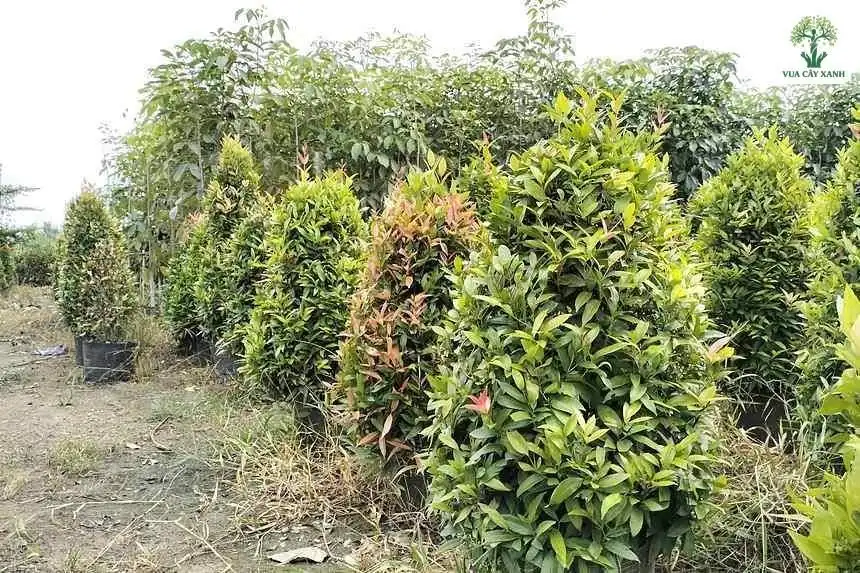 Các bụi Hồng Lộc xanh tốt đặt thành hàng ở vườn ươm.