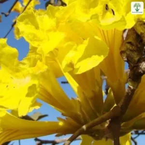 Cận cảnh chùm hoa vàng hình chiếc chuông nở rộ.