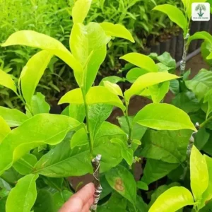 Cận cảnh lá non xanh của cây giống ghép trong vườn ươm.