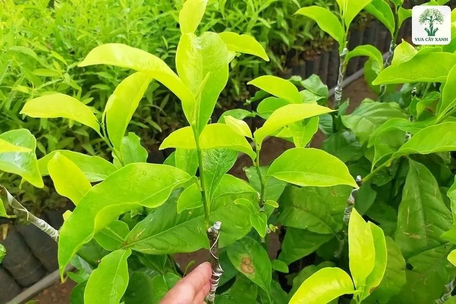 Cận cảnh lá non xanh của cây giống ghép trong vườn ươm.