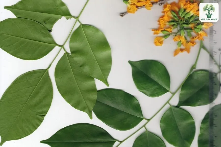 Cành Giáng Hương lá kép xanh đậm, chùm hoa vàng cam.