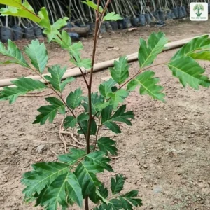 Cây con lá kép xanh đậm đứng trong bầu đen.