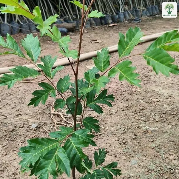 Cây con lá kép xanh đậm đứng trong bầu đen.