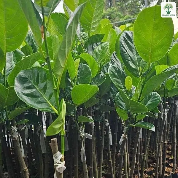 Tay cầm cây mít ghép lá xanh giữa hàng cây giống.