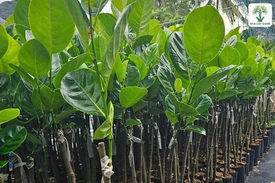 Tay cầm cây mít ghép lá xanh giữa hàng cây giống.