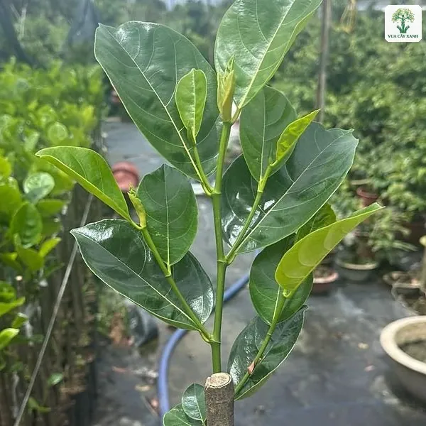 Cành mít ghép lá xanh có vết ghép buộc nilon trong tay.