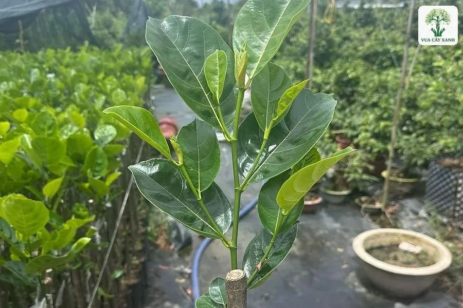Cành mít ghép lá xanh có vết ghép buộc nilon trong tay.
