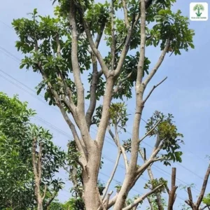 Cành nhánh vươn cao với tán lá thưa dưới trời xanh.