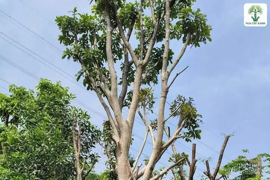 Cành nhánh vươn cao với tán lá thưa dưới trời xanh.