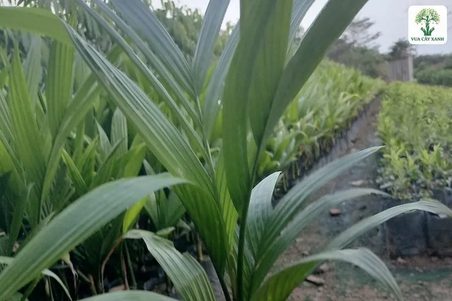 Cây cau con lá dài xanh đứng trong bầu giữa luống.
