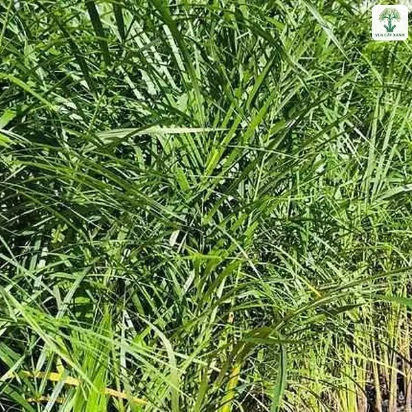 Cây con lá dài hẹp xếp thành hàng dọc lối đi.