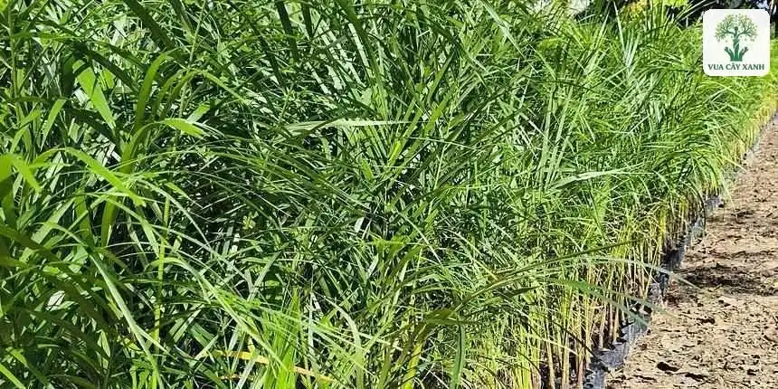 Cây con lá dài hẹp xếp thành hàng dọc lối đi.