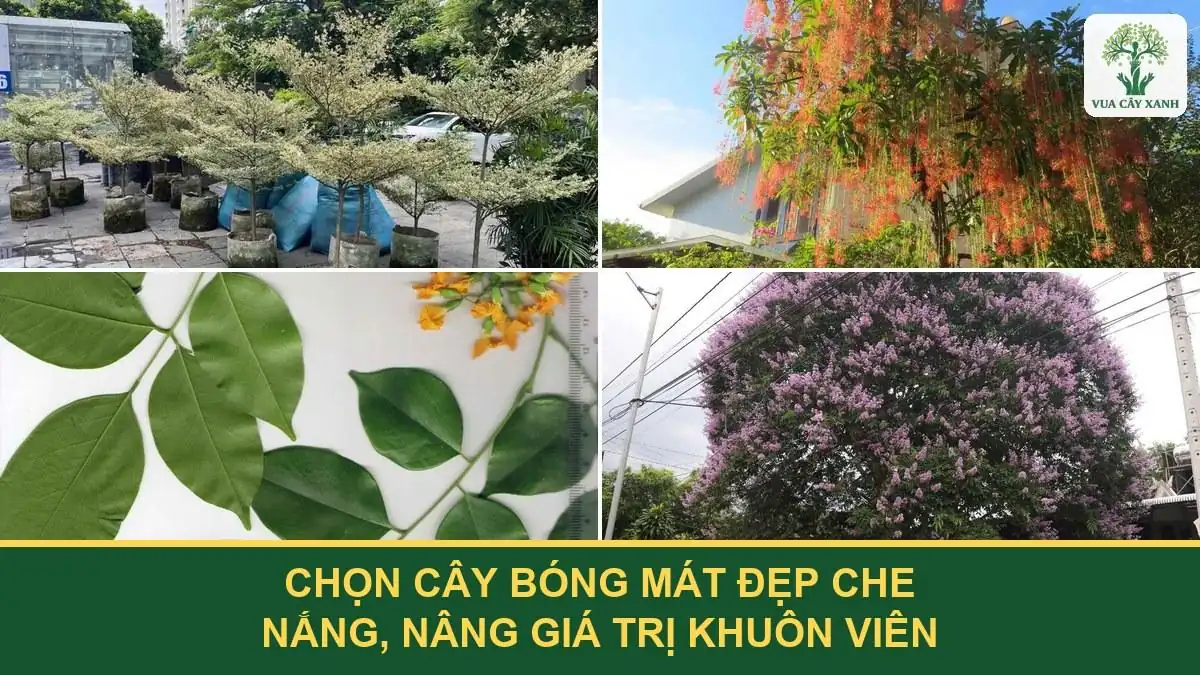 Chọn cây bóng mát đẹp che nắng, nâng giá trị khuôn viên.