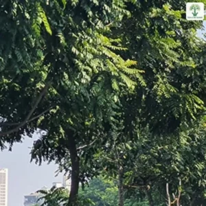 Hàng cây bóng mát xanh tốt dọc đường phố.