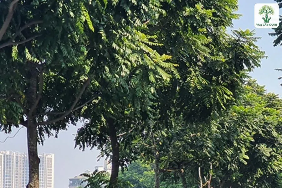 Hàng cây bóng mát xanh tốt dọc đường phố.