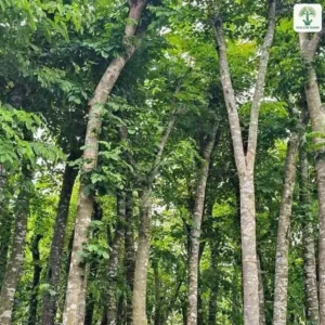 Những cây cao có tán lá xanh rậm trong vườn ươm.