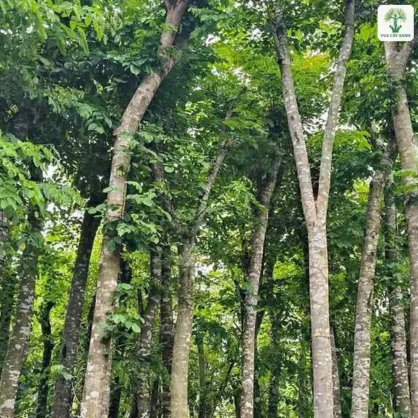 Những cây cao có tán lá xanh rậm trong vườn ươm.