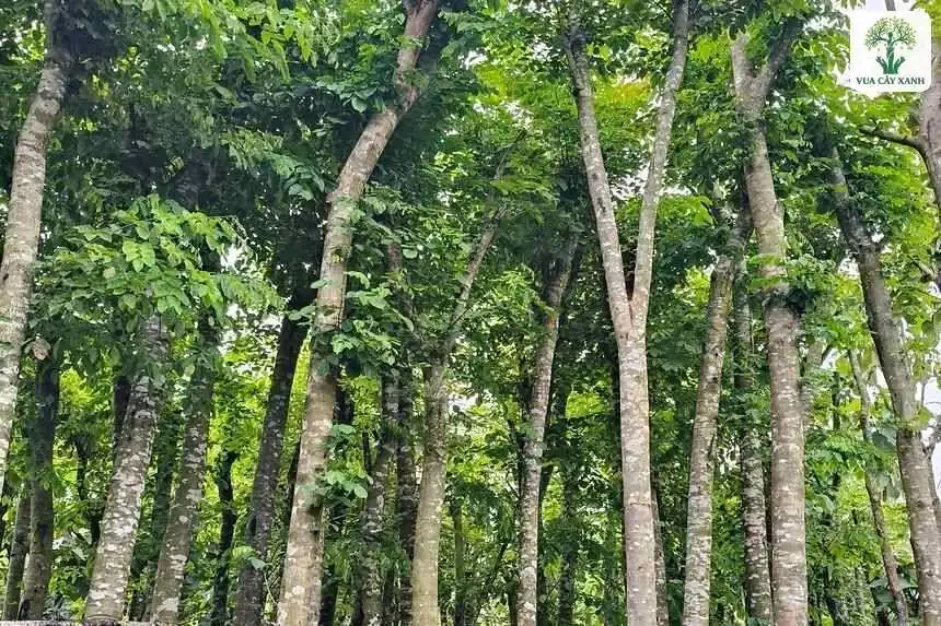 Những cây cao có tán lá xanh rậm trong vườn ươm.