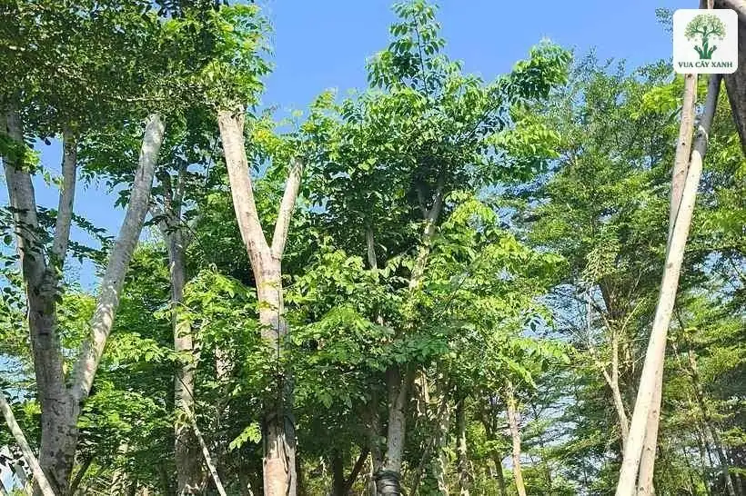 Những cây cao có tán lá xanh dưới bầu trời trong.