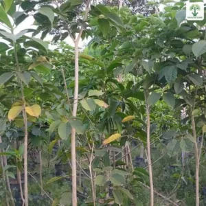 Những cây cao thân mảnh với tán lá xanh giữa vườn.