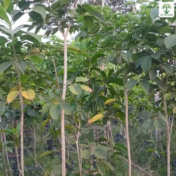 Những cây cao thân mảnh với tán lá xanh giữa vườn.