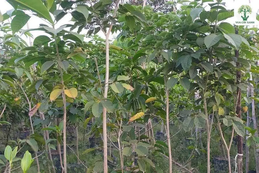 Những cây cao thân mảnh với tán lá xanh giữa vườn.