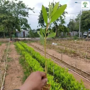 Cây con trong bầu giấy được cầm trên tay giữa luống ươm.