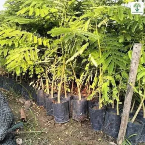 Cây con lá kép trong bầu đen cạnh cọc tre.