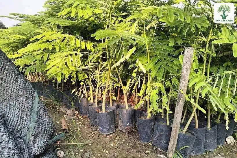 Cây con lá kép trong bầu đen cạnh cọc tre.