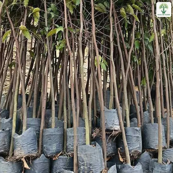 Cây Sao Đen giống, cây con thân mảnh xếp sát nhau trong bầu đen.