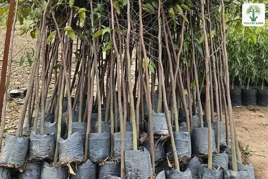 Cây con thân mảnh xếp sát nhau trong bầu đen.
