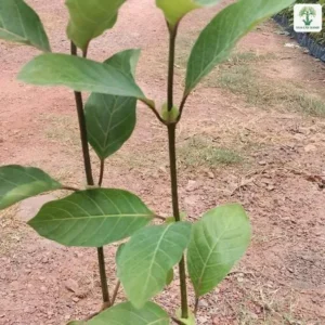 Cây con có hai thân mảnh và lá to xanh mọc đối.