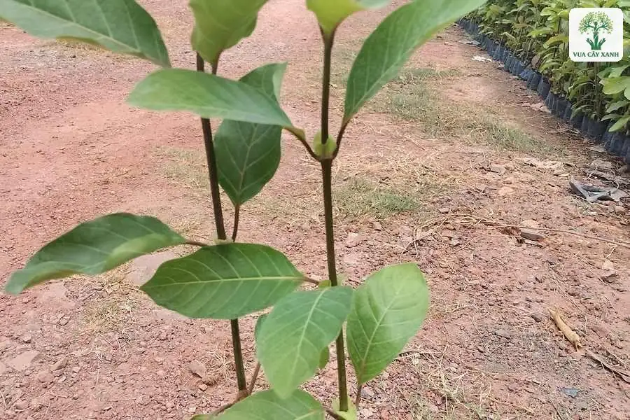 Cây con có hai thân mảnh và lá to xanh mọc đối.