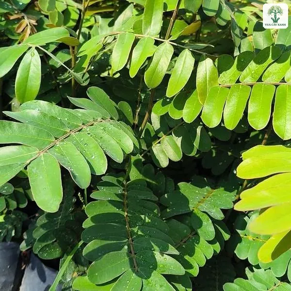 Cây Ô Môi giống, cây con lá kép xanh mọc dày trong những bầu đen.