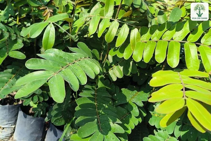 Cây con lá kép xanh mọc dày trong những bầu đen.