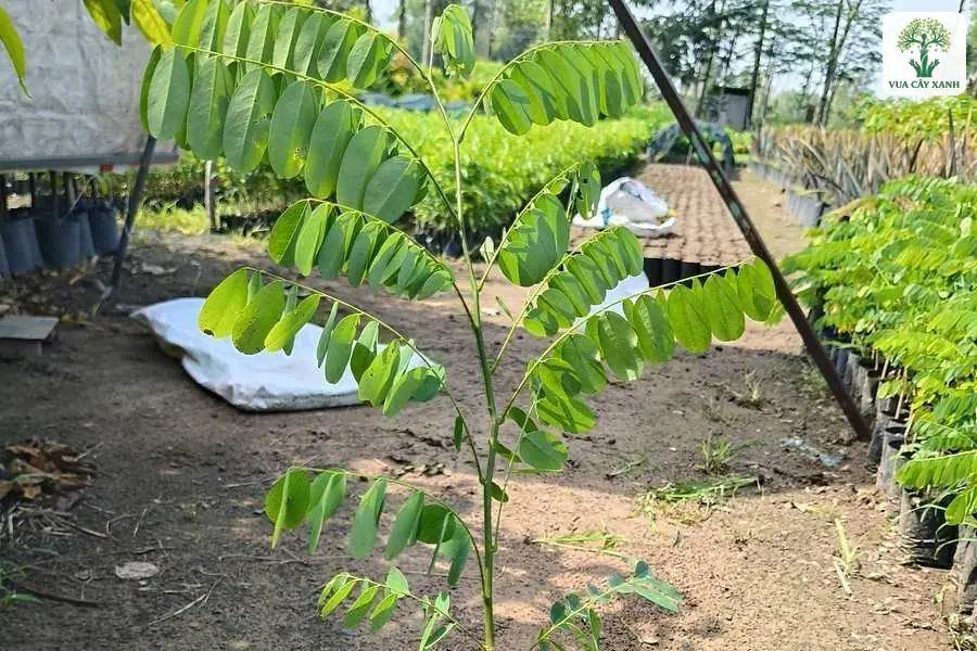 Cây con cao với lá kép xòe rộng trong khu vườn ươm.