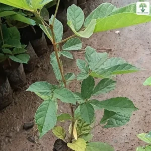 Cây con lá rộng xanh trong bầu đen đặt trên nền đất.