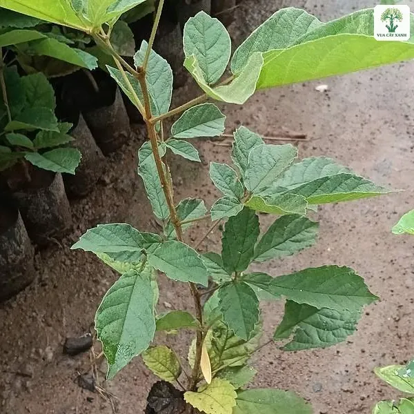 Cây con lá rộng xanh trong bầu đen đặt trên nền đất.