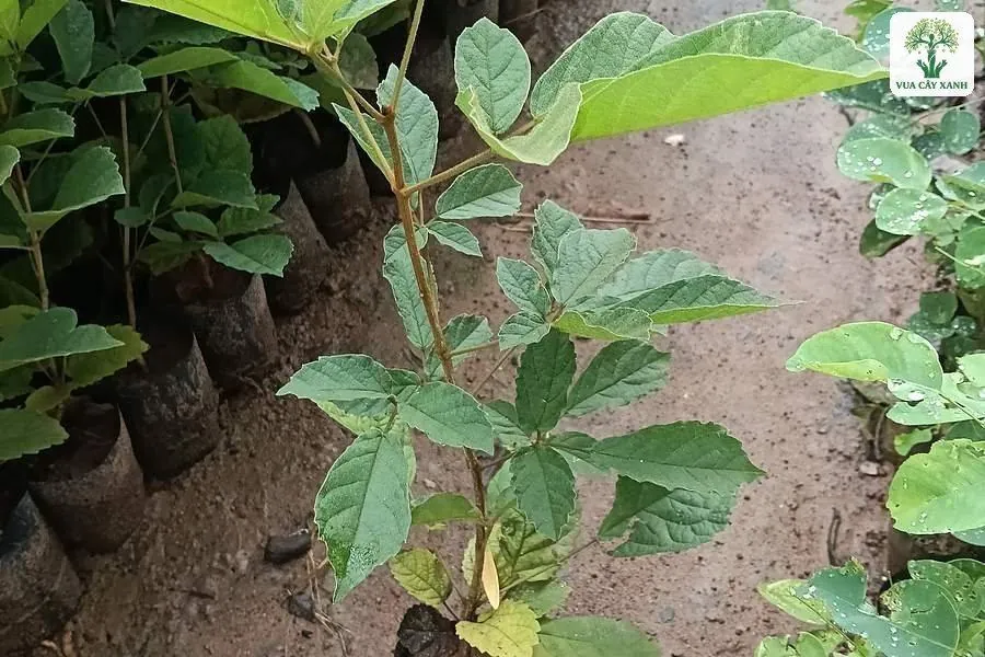 Cây con lá rộng xanh trong bầu đen đặt trên nền đất.