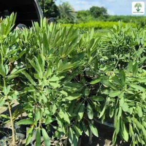 Những cây con lá thon xanh đặt trong chậu cạnh xe.