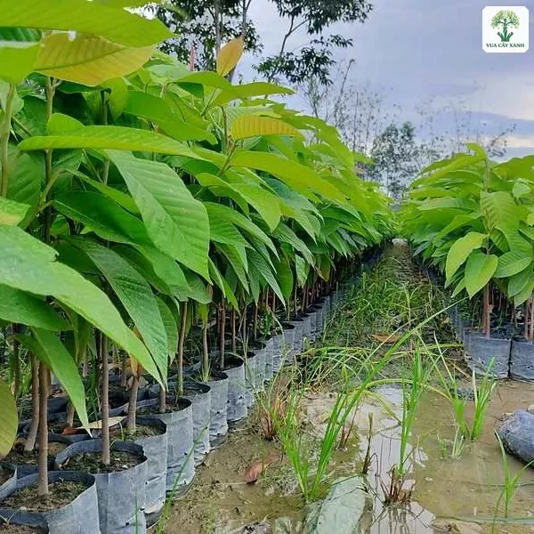 Cây Dầu Rái giống, hàng cây con lá to xanh trong bầu ở vườn ươm.
